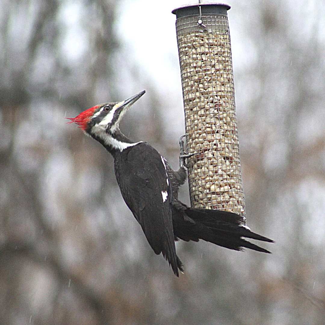 Image of a pileated woodpecker at a peanut feeder